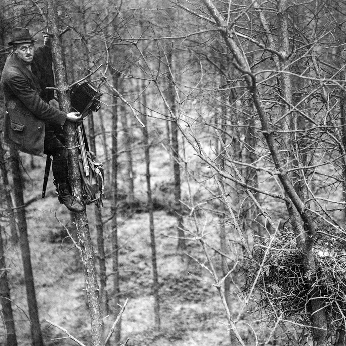 Hermann Reichling mit seiner Plattenkamera in einem Baum bei Aufnahmen an einem Greifvogelhorst, Bildarchiv: LWL-Medienzentrum für Westfalen (öffnet vergrößerte Bildansicht)