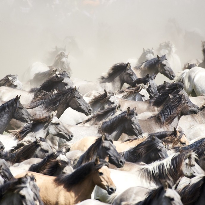 Wildpferdebahn im Merfelder Bruch, Dülmen, 2019. Foto: LWL/ Kainulainen (vergrößerte Bildansicht wird geöffnet)
